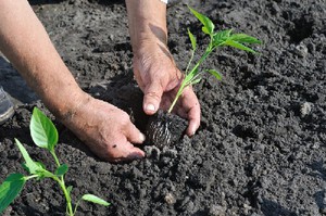 Cultivarea corectă a puieților de ardei și de ce crește foarte mult