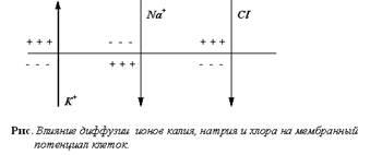 Natura potențialului de odihnă al membranei