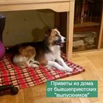 Притулок для собак у Хімках