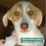 Adăpost pentru câini în Khimki