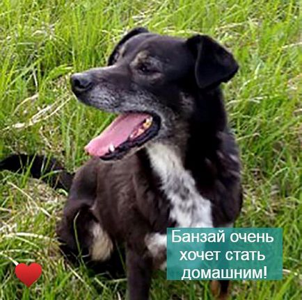 Притулок для собак у Хімках (@priut_sobak_himki) • instagram photos and videos