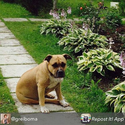 Adăpost pentru câini în khimki (@priut_sobak_himki) • fotografii instagram și videoclipuri