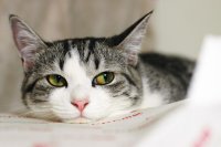 Cicák eladó fotókkal - cica, Fold és más fajták, vesz egy cica