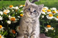 Продаж кошенят з фото - британські кошенята, висловухі і інші породи, купити кошеня просто