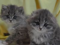 Продаж кошенят в москві - розплідник «туманний Альбіон»