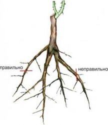 Продовжуємо життя троянді - наша садиба