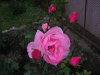 Extindeți viața trandafirului - gospodăria noastră