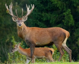 Speranța de viață a unui cerb în natură