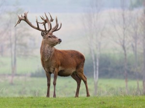 Speranța de viață a unui cerb în natură