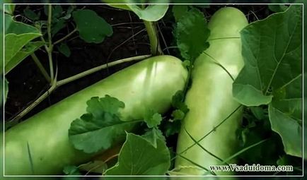 Plante lyuffa (fotografie) - cultivare pe loofah, site despre gradina, cabana si plante de apartament