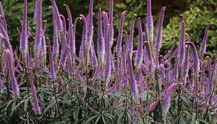 Plant veronicastrum szűz és szibériai fotó és leírás