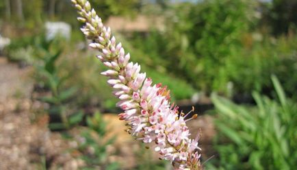 Plant veronicastrum szűz és szibériai fotó és leírás