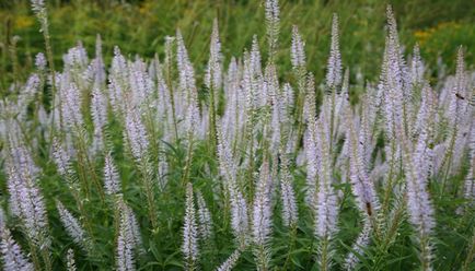 Plant veronicastrum szűz és szibériai fotó és leírás