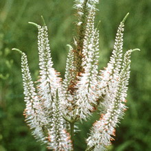 Veronica virgină și fotografie de plante siberiană și descriere