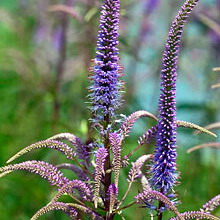 Veronica virgină și fotografie de plante siberiană și descriere