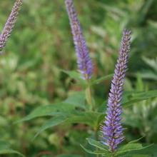 Veronica virgină și fotografie de plante siberiană și descriere