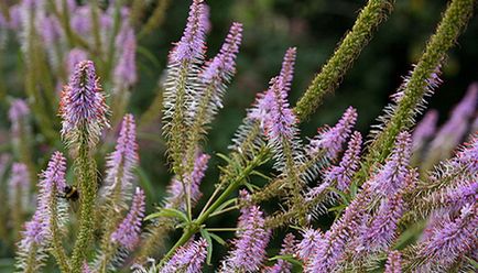 Plant veronicastrum szűz és szibériai fotó és leírás