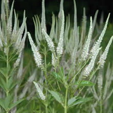 Veronica virgină și fotografie de plante siberiană și descriere