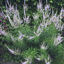 Veronica virgină și fotografie de plante siberiană și descriere