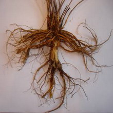 Plante din familia leguminoaselor furajere și leguminoase - fotografie, caracteristici, compoziție și semințe de fasole