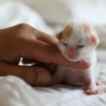 Reproducerea și ciclul de viață, îngrijirea pisicilor și îngrijirea câinilor