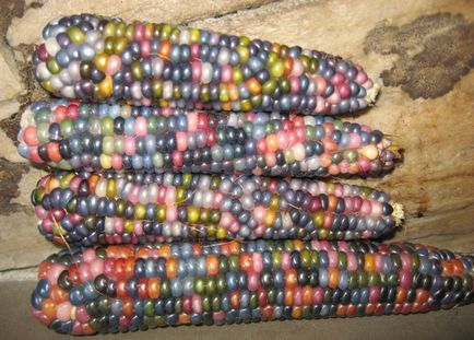 різнобарвна кукурудза