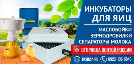 Розведення бройлерів в домашніх умовах для початківців