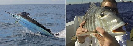 Риболовля в атлантичному океані - риболовля в океані - каталог статей