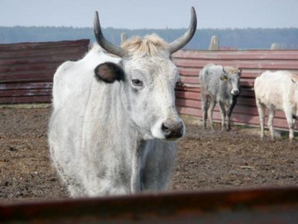 Vörös tehén fajta leírás, borjú (szarvasmarha) Vörös tehén fajta leírás, borjú