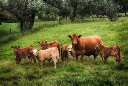 Vörös tehén fajta leírás, borjú (vörös) Vörös tehén fajta leírás, borjú