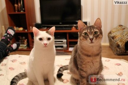 Royal canin sterilised 37 - «улюблений корм моїх обормотик) додаю фото котеек», відгуки