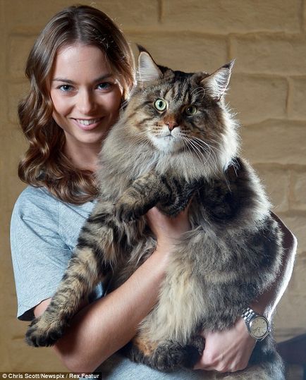 Rupert legnagyobb macska a világon