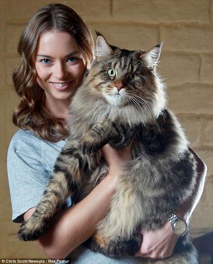 Руперт найбільший в світі кіт