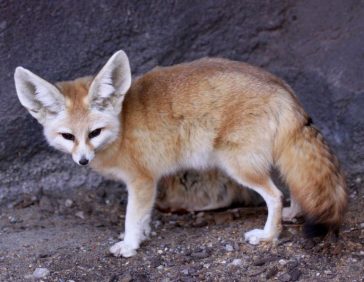 Найменша порода лисиць фенек - рекорди Гіннеса