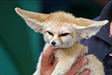 Найменша порода лисиць фенек - рекорди Гіннеса