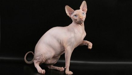 Найдорожчі кішки в світі ціна і фото - topkin 2017