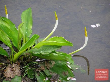 Cele mai interesante plante pentru un iaz acasă