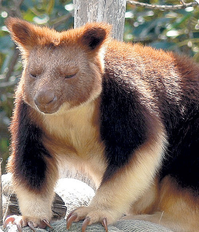 Cele mai ciudate animale - adevărul gol