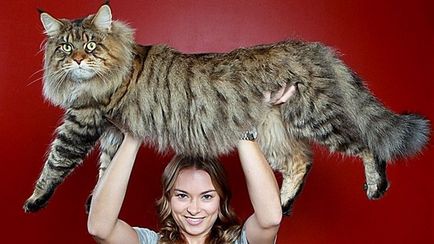 Cea mai mare pisică din lume, umkra