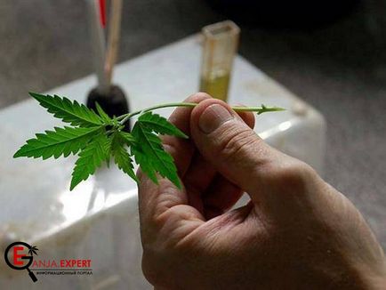 Colectarea de clone (de butași) de la plantele de canabis este vorba despre canabis și marijuana pe t