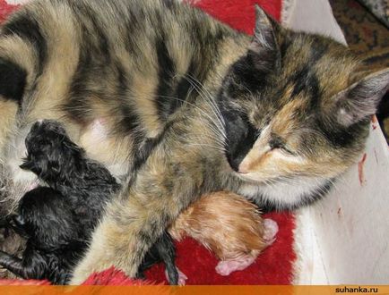 Привалов щастие - американ котка влезе в къщата, за да роди, suhanka