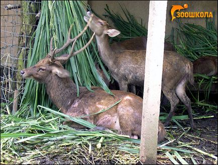 Сімейство олені (cervidae) олені, мазав вапіті лось кабарга моот косуля карибу назви оленів