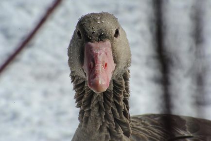 Grey Goose