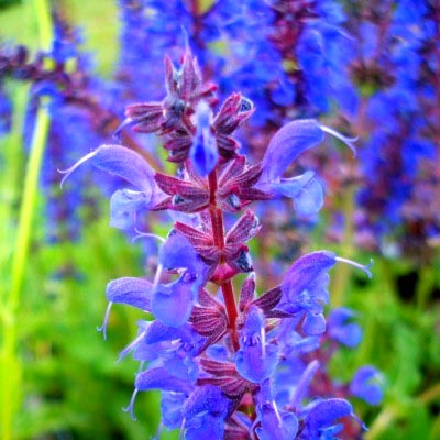 Salvia ültetés és gondozás nyílt föld gyógyító tulajdonságokkal