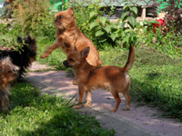 Pui de casă chihuahua yorkshire terrier zwergschnauzer pepinieră griffon