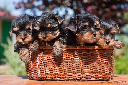 Pui de casă chihuahua yorkshire terrier zwergschnauzer pepinieră griffon