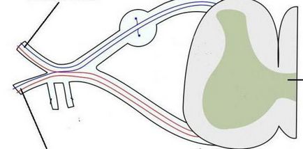 Plexul cervical și structura și funcția ramurilor acestuia