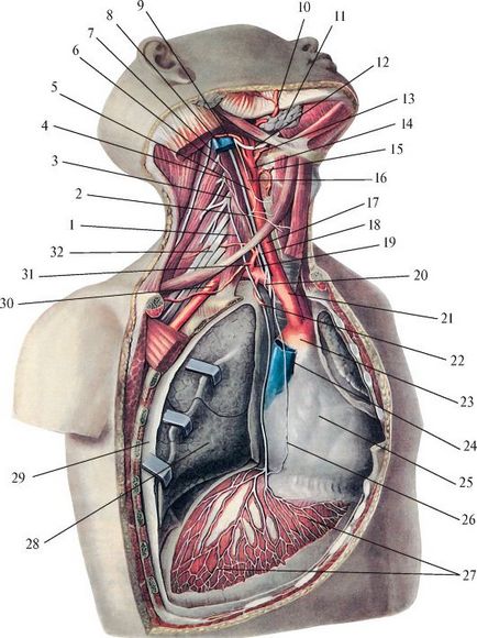 Plexul cervical - stadopedie