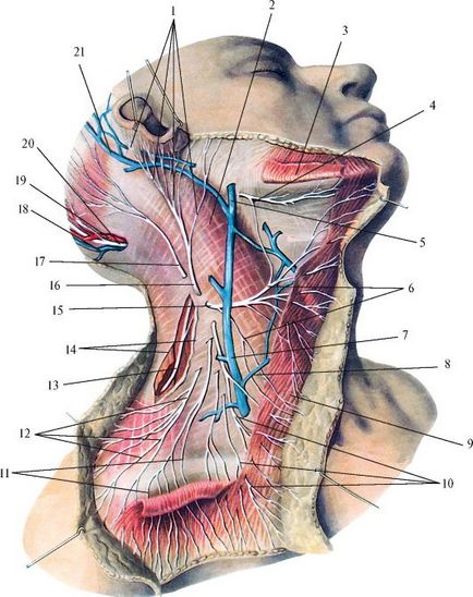 Plexul cervical - stadopedie