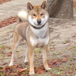 Shikoku ősi japán fajta kutyák